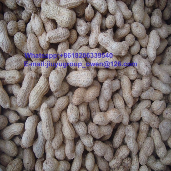 Top Quality Health Food Raw Groundnut in Shell