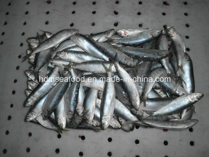 Block Quick Frozen Seafood Sardine for Canned