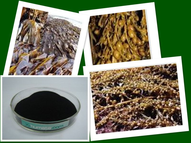 100% Natural Seaweed Extract Organic Fertilizer