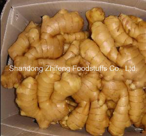 Chinese Fresh Ginger in Bottom Price