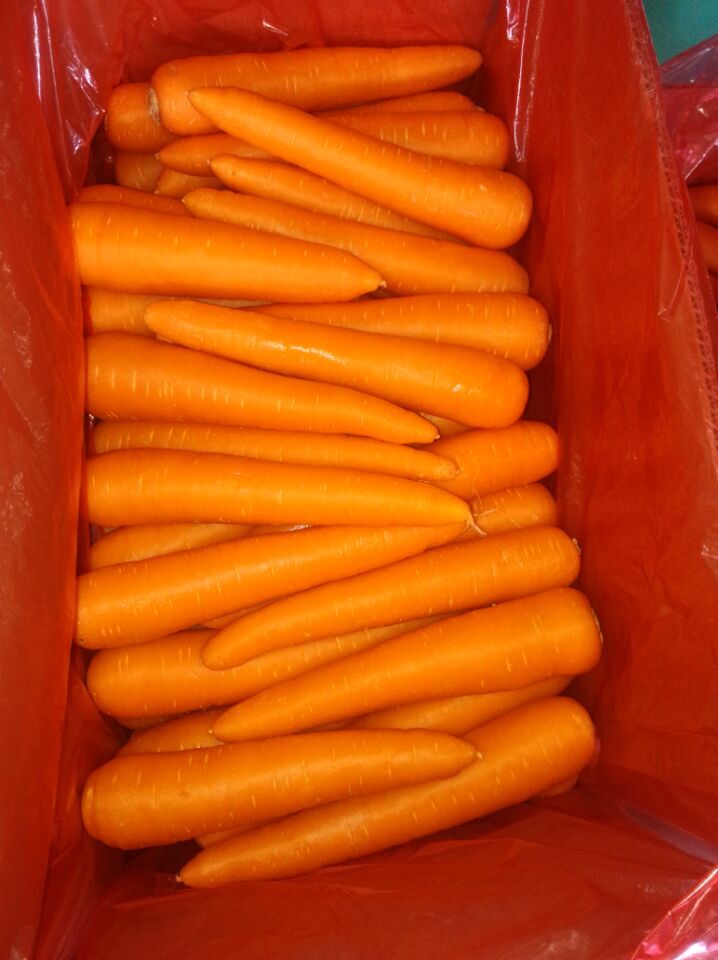 New Harvest of Good Quality Fresh Carrot