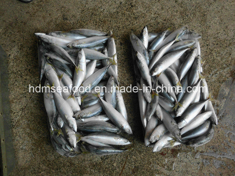 Fresh Frozen Seafood Mackerel Fish