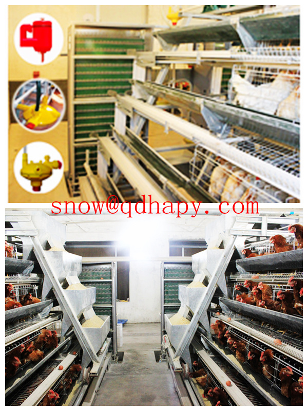 Broiler and Layer Cage in Poultry Farm Construction