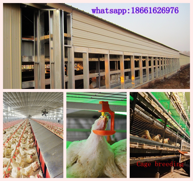 Customized Automatic Equipment in Poultry House with Good Quality