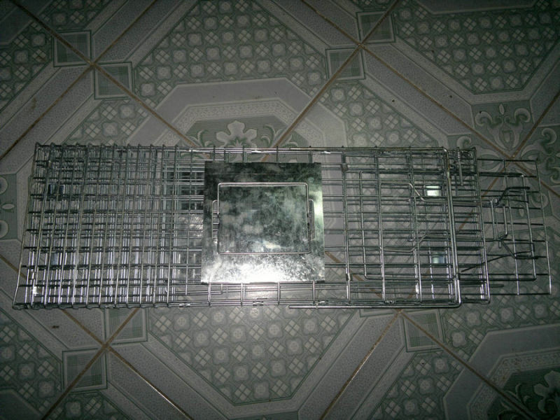 Animal Trap Cage