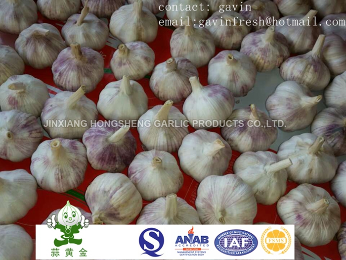 Normal White Garlic Packing in 10kgs Loose Carton Box