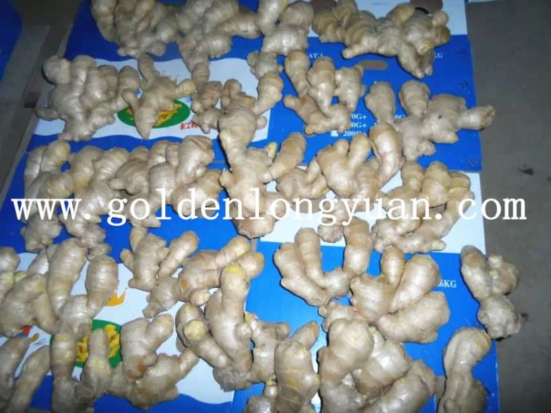 Carton Packing Fresh Ginger China Origin