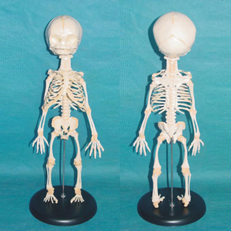 Baby Torso Skeleton Medical Nursing Model for Teaching