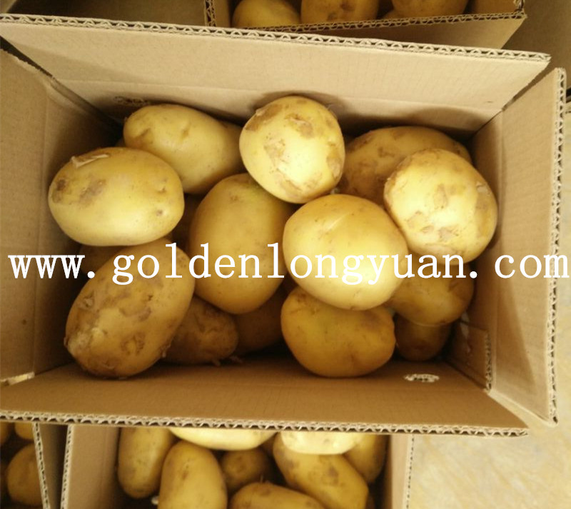 New Crop Holland Potato From China