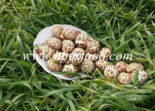 Dried Flower Shiitake Mushroom Factory