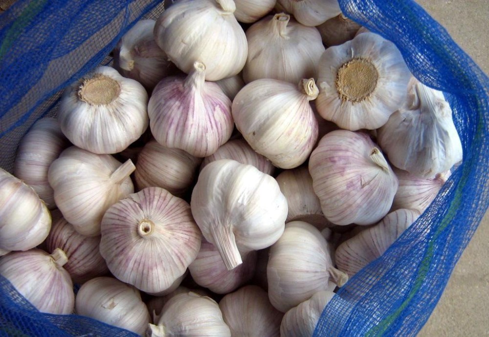 Peeled Fresh white garlic