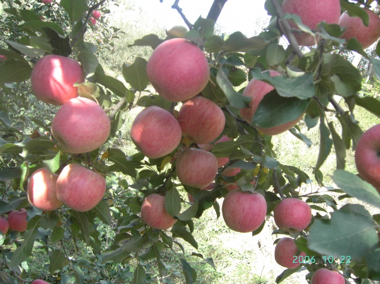 Fresh Red Paper Bagged FUJI Apple