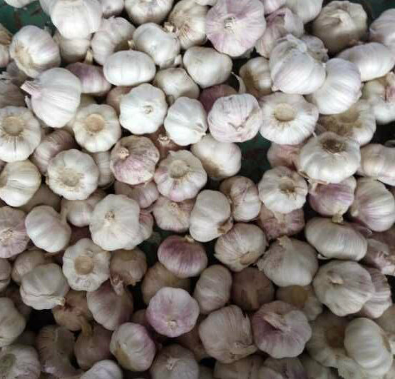 Carton Packing Normal White Garlic (4.5cm and up)