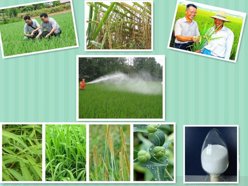 Agrochemicals Plant Tomato Vegetable Rice Growth Regulator Promotor Hormone 4-CPA