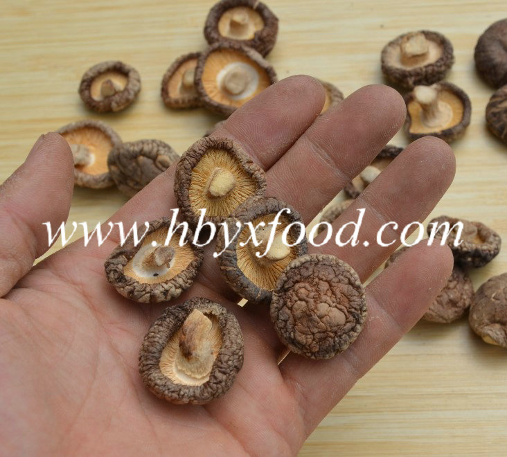 Factory Supply Nutritious Smooth Shiitake Mushroom