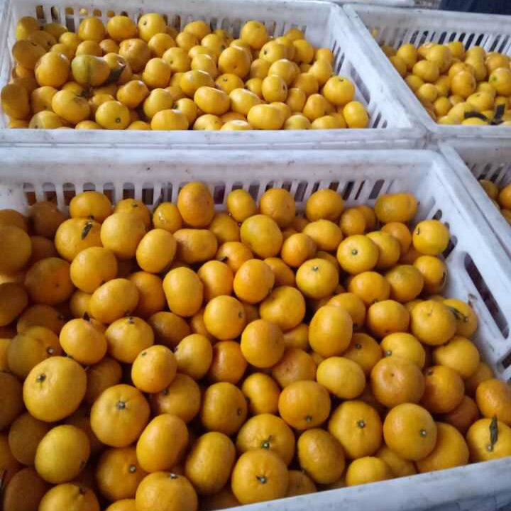 Top Quality of Fresh Honey Baby Mandarin