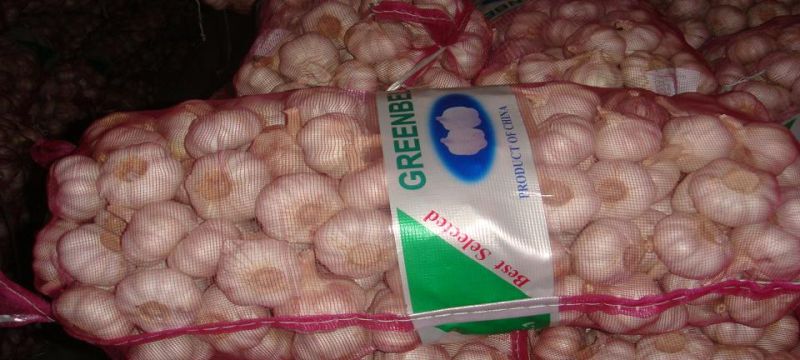 Professional Exporting Normal White Garlic (5.0cm and up)