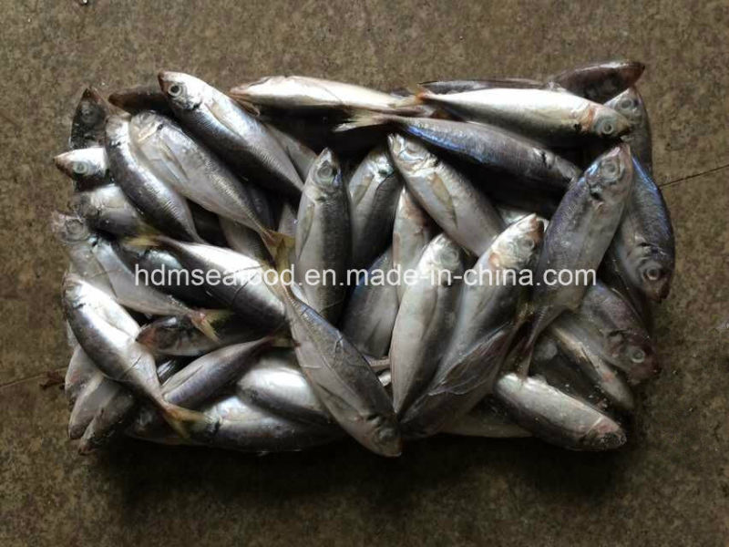 New Fish Horse Mackerel (14-18cm)