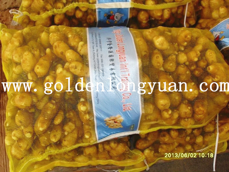 Fresh Ginger Packed in 20kg Mesh Bag for Bangladesh Market