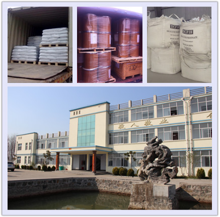 Best Quality China Supplier Dicalcium Phosphate (18% POWDER) for Feed