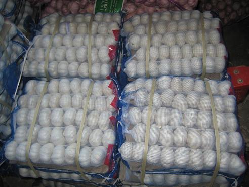 Small Mesh Bag Packing Pure White Garlic