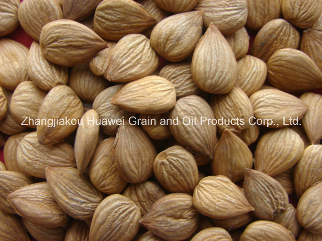 Sweet Almond (youyi 680 PCS/500g)