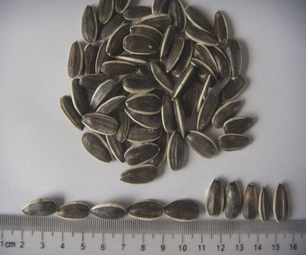 Good Quality Sunflower Seeds (5009 Crop)