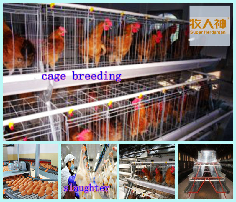 Broiler and Layer Cage in Poultry Farm Construction