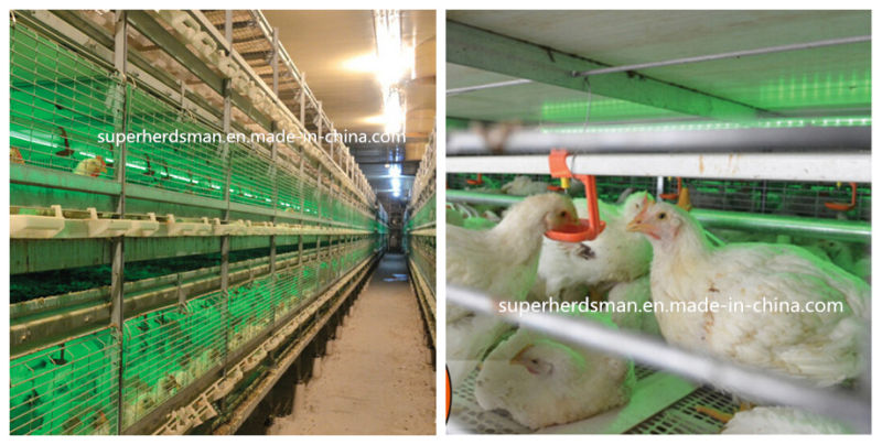 Chicken Cage for Poultry House with Prefab House Installation