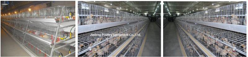 Automatic Feeding System for a H Frame Layer Broiler Cage Syetem