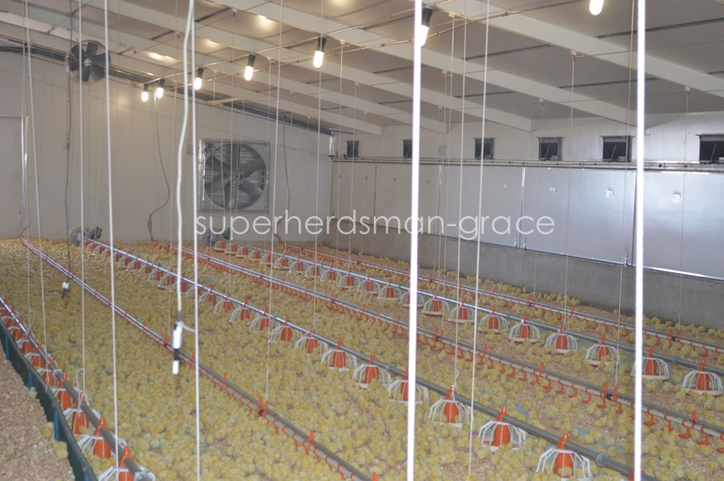 Automatic Chicken House Equipment for Broiler Farm