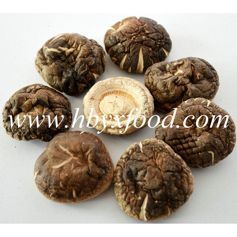 5.5cm up Fragrant Dried Tea Flower Shiitake Mushroom