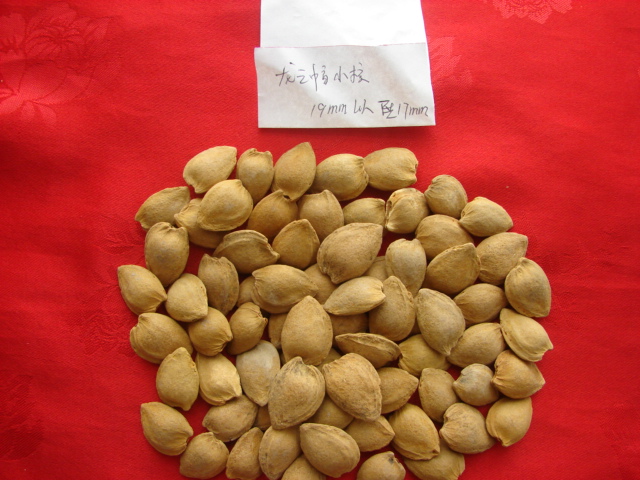 Sweet Almond in Shell (longwangmao 15-17mm)