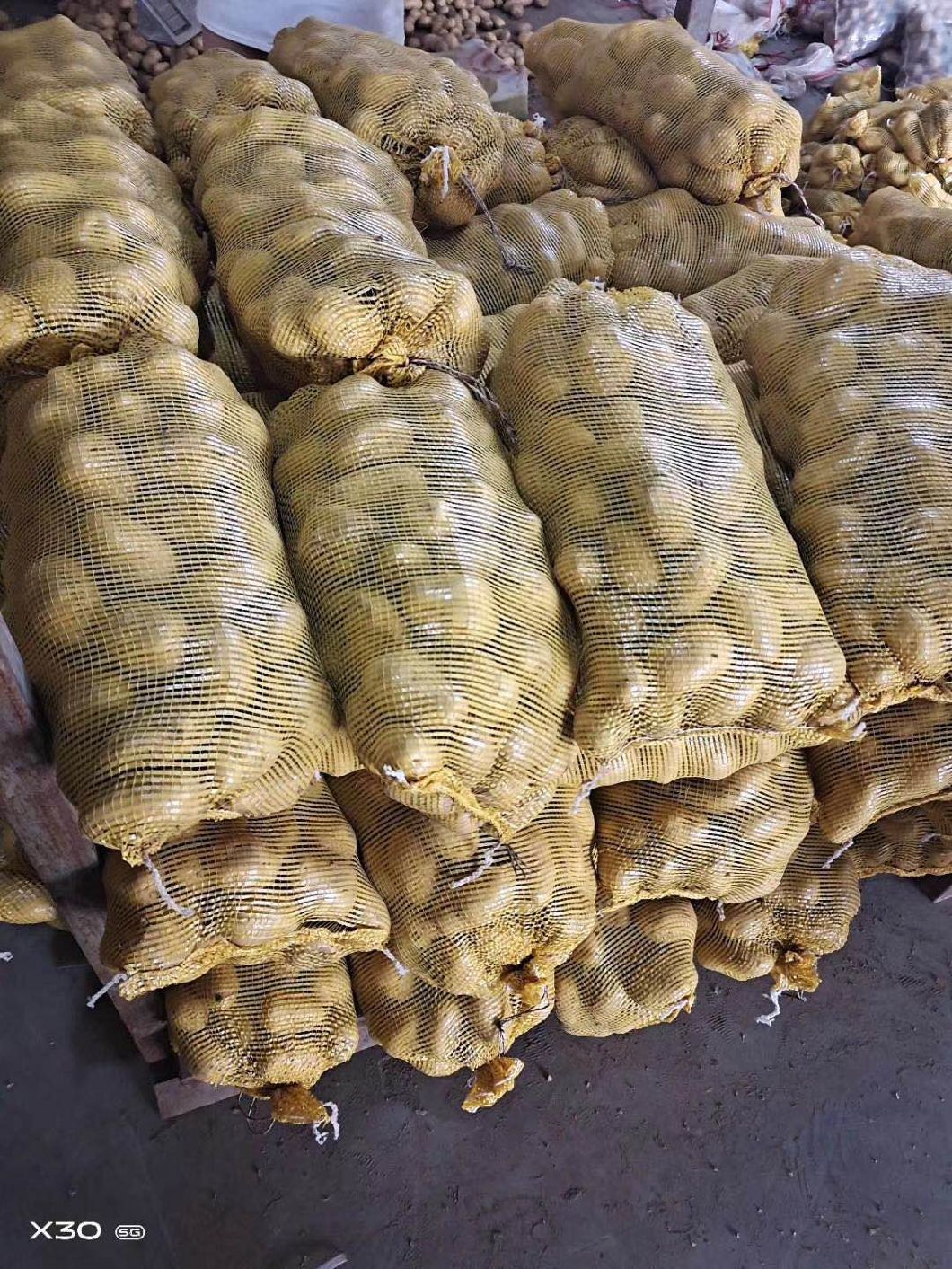 Fresh China Yellow Holland Potato