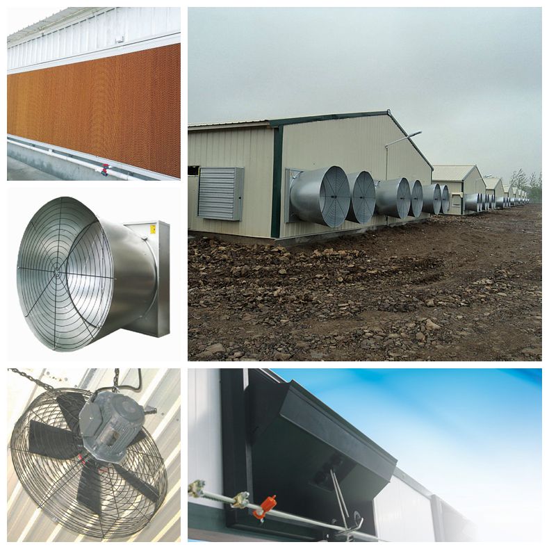 Steel Structure Poultry Farm and Full Set Poultry Equipment