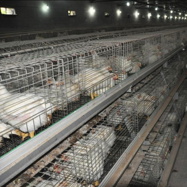 Supply for Innaer Practical and Durable Chicken Layer Cage (ISO9001) in Africa