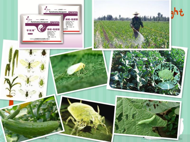 Insectifuge Agrochemicals Pesticide Methomyl Carbamate Insecticide