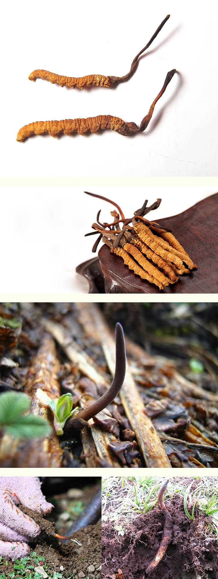 Chinese Pure Herbal Extract Cordyceps Sinensis