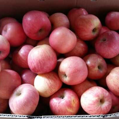 Fresh FUJI Apple in Good Quality