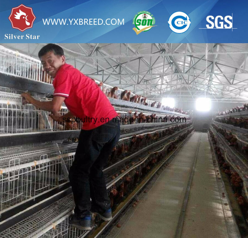 Galvanized 3-Tier Egg Laying Hen Battery Cage