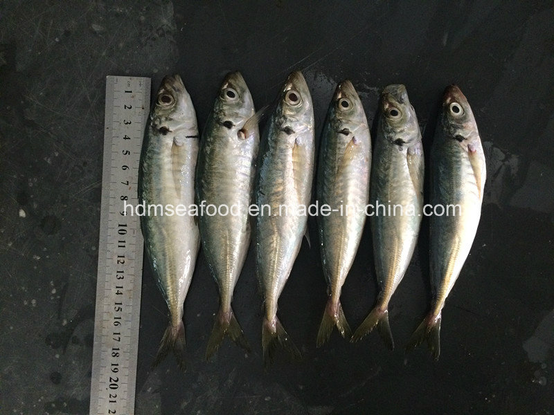 New Round Scad Fish (14-18cm)