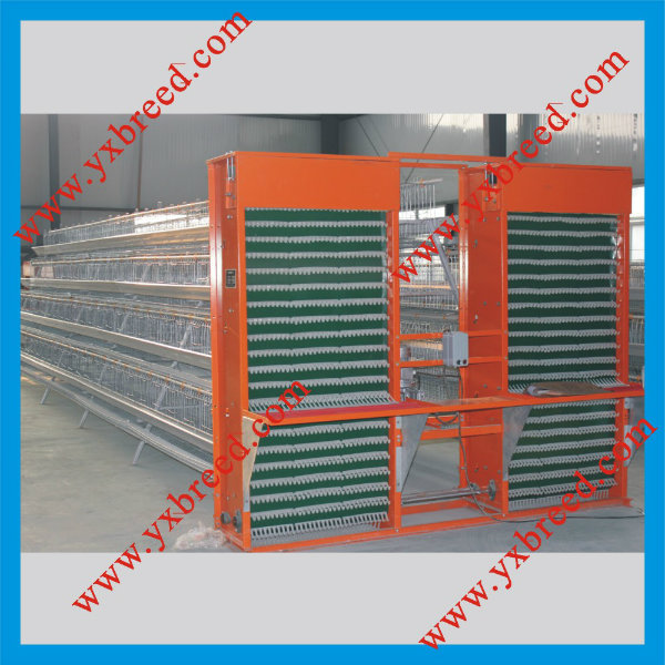 4 Tiers Chicken Egg Cages with Automatic System