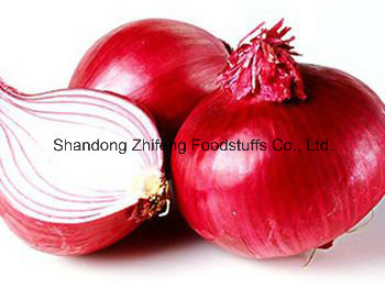 Red and Yellow Onion in Good Quality