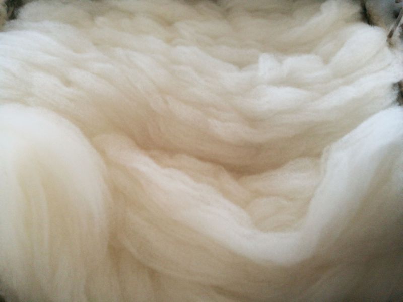 Cashmere Fine Raw Fiber