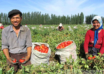 Wholesale High Quality Canned Tomato Paste From Organic Tomato