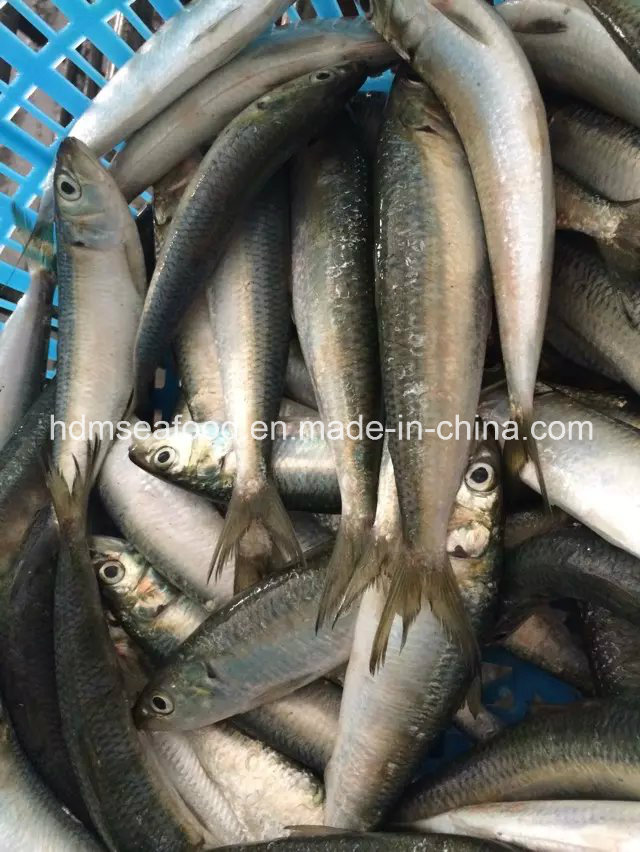 New Land Frozen Seafood Sardine Fish