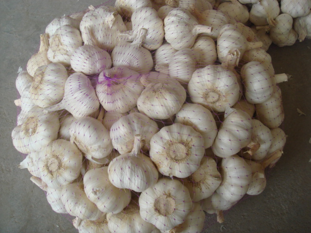 Carton Packing Fresh Normal White Garlic (4.5cm and up)