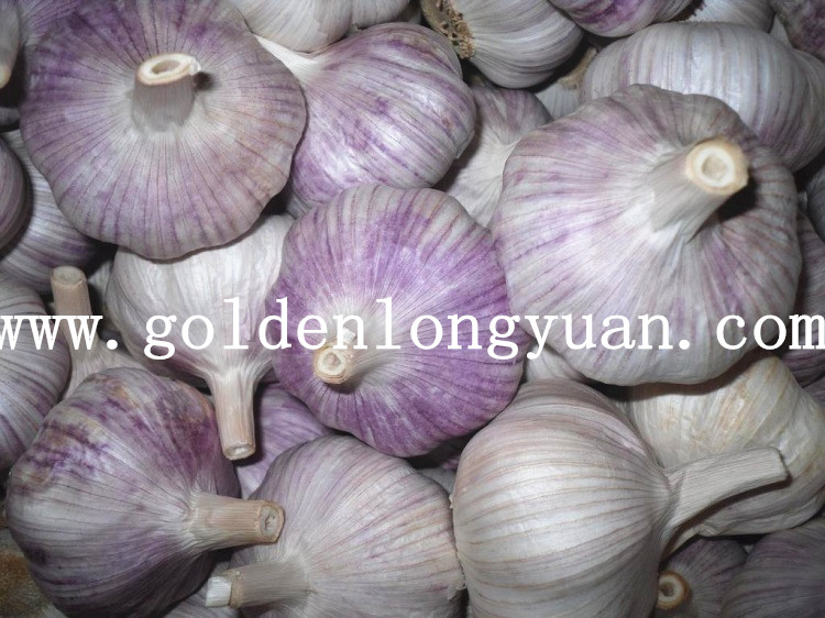 Fresh Normal White Garlic with Purple Skin