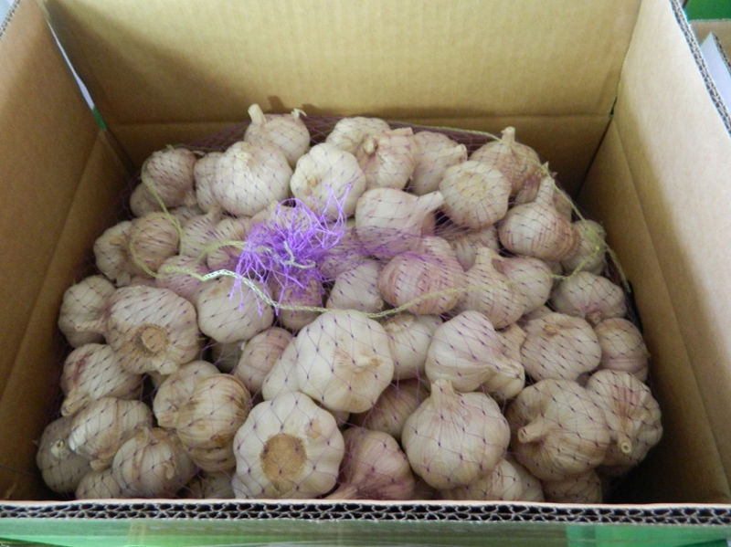 Red/Purple Garlic China Origin Strong Flavor