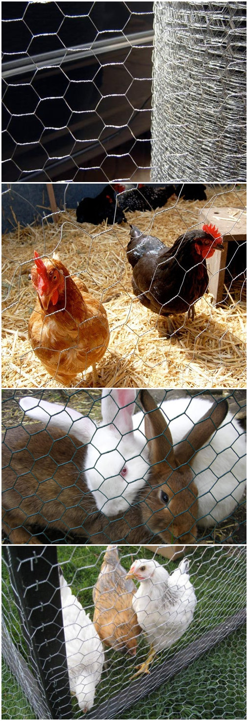 Made in China Chicken Wire Fencing for Sale